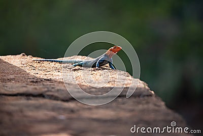 a settler dragon sunbathes, kenya, africa Stock Photo