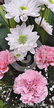 Sevanti white flower & Carnation pink flowers blooming Stock Photo