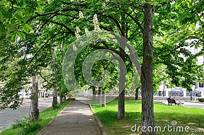 Sevastopol, shady chestnut alley on the street of Suvorov Editorial Stock Photo