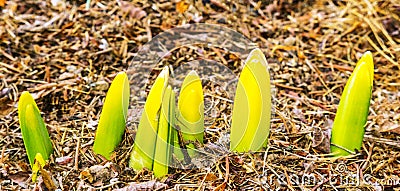 Seven emerging new growth garden Daffodils Stock Photo