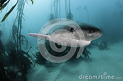 Seven Gill Shark Stock Photo