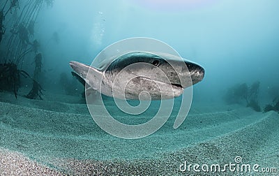 Seven Gill Shark Stock Photo