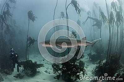 Seven Gill Shark Stock Photo