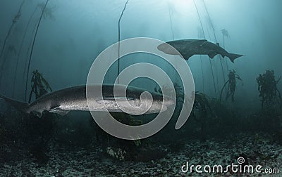 Seven Gill Sharks Stock Photo