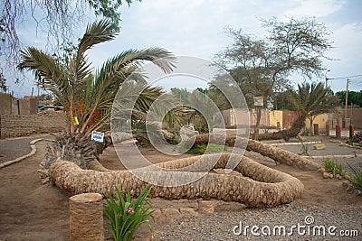 The seven headed palm in ica peru Stock Photo
