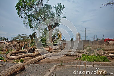 The seven headed palm in ica peru on a sunny day Stock Photo