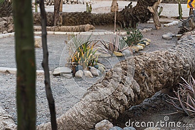 Seven headed palm tree at Cachiche town Stock Photo