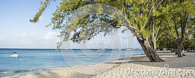 Seven Mile Beach Pine Panorama Stock Photo