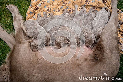 Seven newborn longhair weimaraner puppies drink at their mother dog. Small pedigree gray dogs grow up with their families Stock Photo