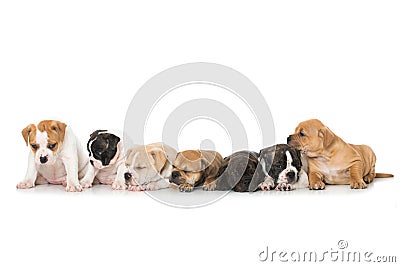 Seven old english bulldog puppies Stock Photo