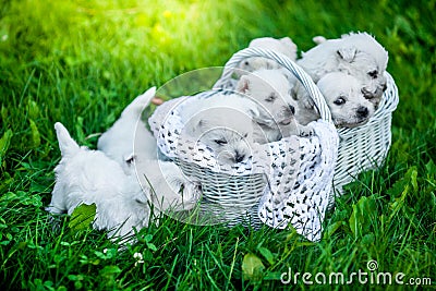 Seven Puppies West Highland White Terrier in a basket with beautiful lights at background Stock Photo