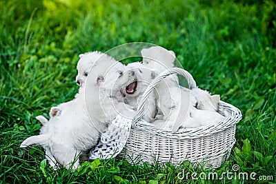 Seven Puppies West Highland White Terrier in a basket with beautiful lights at background Stock Photo