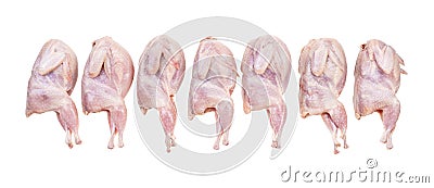 Seven raw plucked quails isolated on white Stock Photo