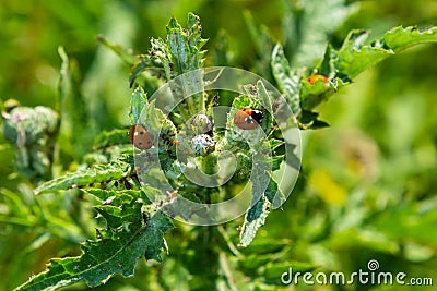 The seven-spot ladybird Coccinella septempunctata ladybug eating aphids Stock Photo