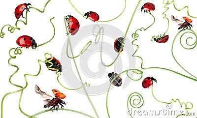 Seven-spot ladybird or seven-spot ladybug Stock Photo