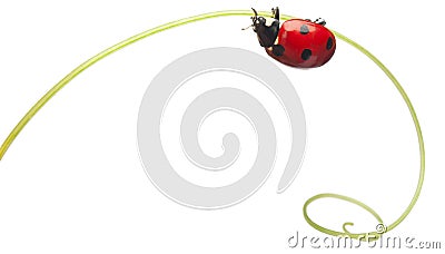 Seven-spot ladybird or seven-spot ladybug Stock Photo