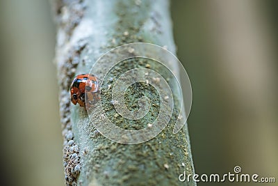 A seven-spot ladybug and a group of locusts on bamboo Stock Photo