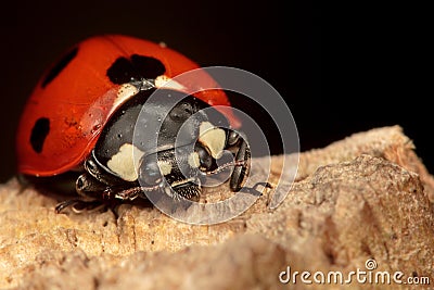 Seven-Spot Ladybug on a log. Stock Photo