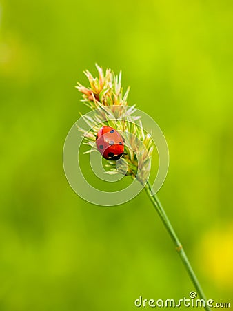 Seven-spotted ladybug on a culm on a soft green background Stock Photo