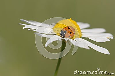 Seven-spotted ladybug on a flower Stock Photo