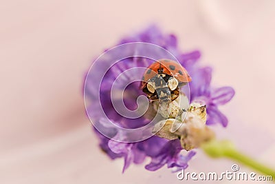 Seven-spotted ladybug on lavender flower Stock Photo