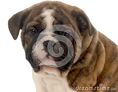 Seven week old puppy Stock Photo