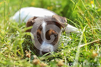 Seven weeks old Jack Russell terrier puppy laying in the grass l Stock Photo