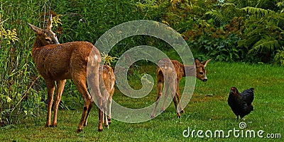 Seven weeks young wild Roe deer, Capreolus capreolus Stock Photo