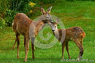 Seven weeks young wild Roe deer, Capreolus capreolus Stock Photo