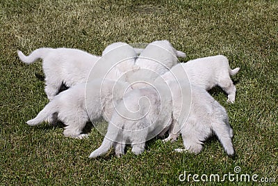 Seven White Swiss Shepherd`s puppys Stock Photo