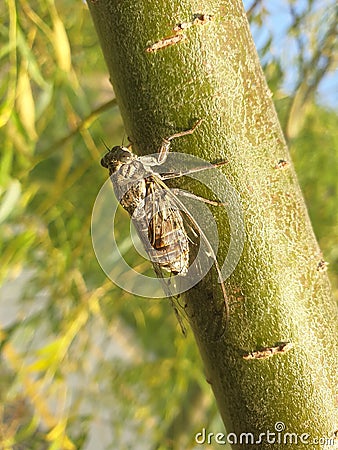 A seventeen year cicada bacground Stock Photo