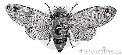 Seventeen-Year Cicada or Magicicada cassini or Magicicada septendecim or Magicicada septendecula. vintage engraving Vector Illustration