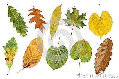 Several agriculture natural autumn leaf isolated on white Stock Photo