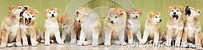 Several Akita Inu puppies are sitting nearby.many puppies. long banner. concept: breeding and selling puppies Stock Photo