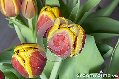 Several beautiful red and yellow tulips Stock Photo