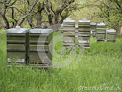 Several beehives stand in a cherry plantation Stock Photo