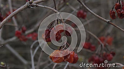 Several berries of autumn dried viburnum Stock Photo