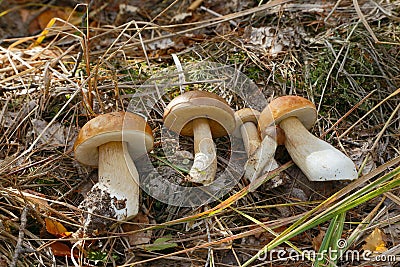 Edible bolete mushrooms collected in the forest. Stock Photo
