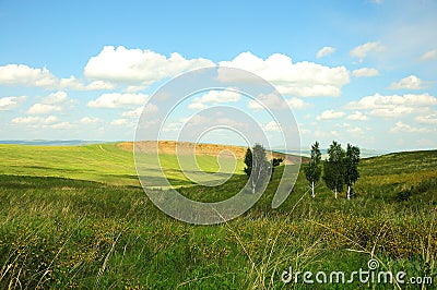Several birches grow on the hillside in the endless steppe Stock Photo