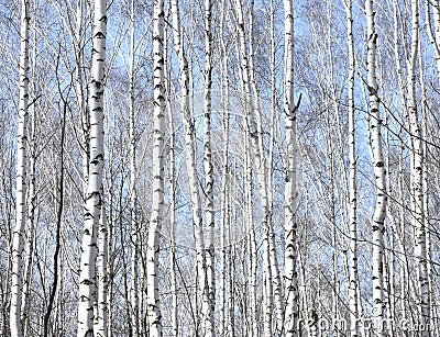 Several birches in birch grove among other birches Stock Photo