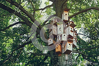 Several bird houses on a tree. Wooden birdhouses, nesting box for for songbirds Stock Photo