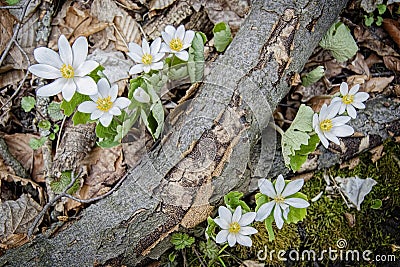 Bloodroot Flowers Around Fallen Branch Stock Photo