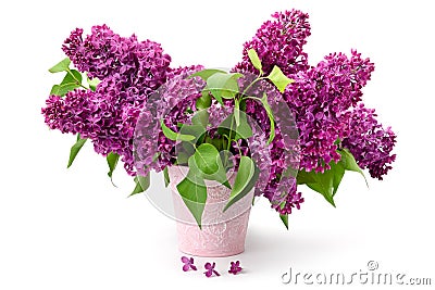 Several branches of a lilac in bucket on white. Stock Photo