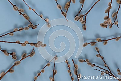 Several branches of a willow with buds lie on a blue background. Easter composition. a postcard. Stock Photo