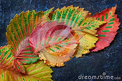 Several bright multi-colored leaves from different trees on dark background. Scenic autumn background Stock Photo