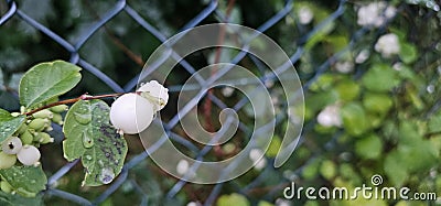 Several bright white common snowberries (Symphoricarpos albus) hang on a branch Stock Photo