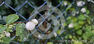 Several bright white common snowberries (Symphoricarpos albus) hang on a branch Stock Photo