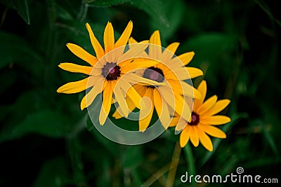 Several bright yellow summer wildflowers against blurred green background Stock Photo