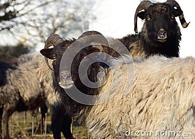 Several brown shaggy sheep with horns stand together in a herd in winter against a white background outdoors in agriculture Stock Photo