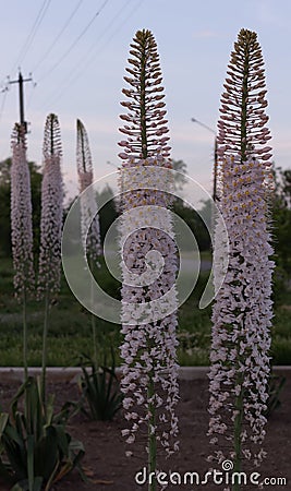 Several bushes with blossoming stems in pink flowers of Himalayan eremurus in the garden by the road Stock Photo